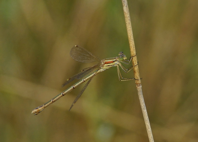 Lestes barbarus